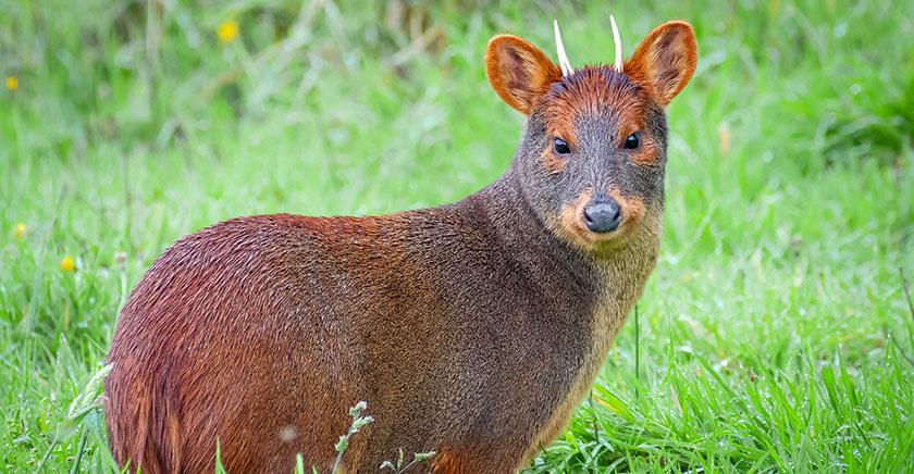 Pudú gana votación ciudadana para secuenciación genética en proyecto 1000 Genomas